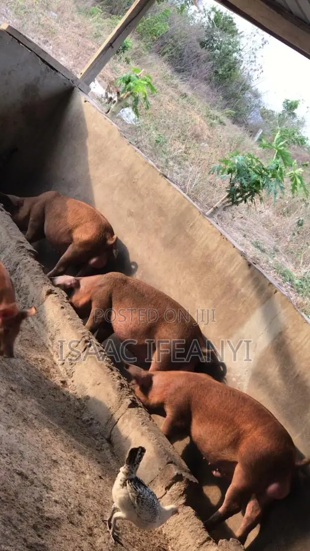 We Have Healthy Pig and Piglets for Sale