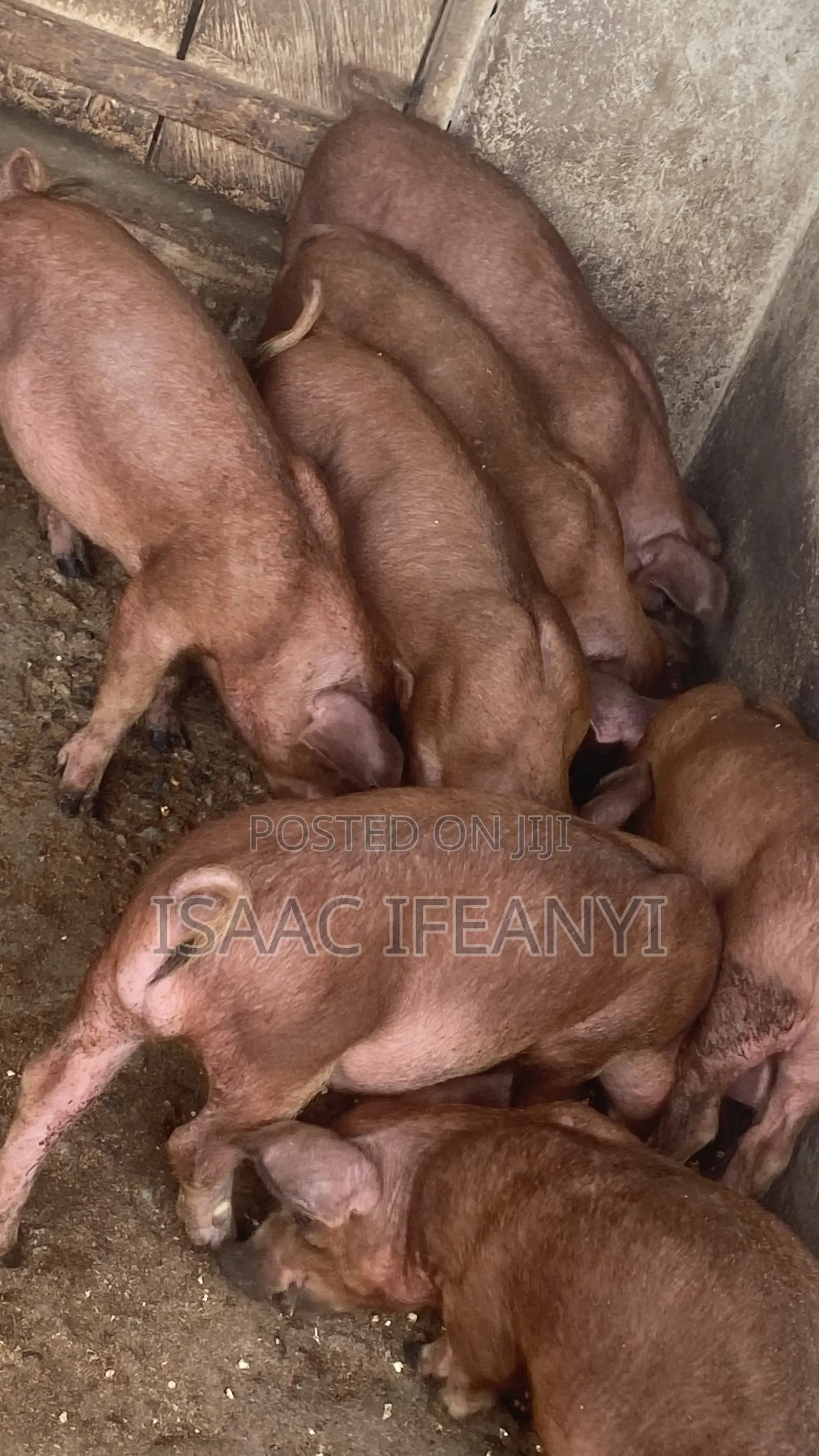 We Have Healthy Pig and Piglets for Sale