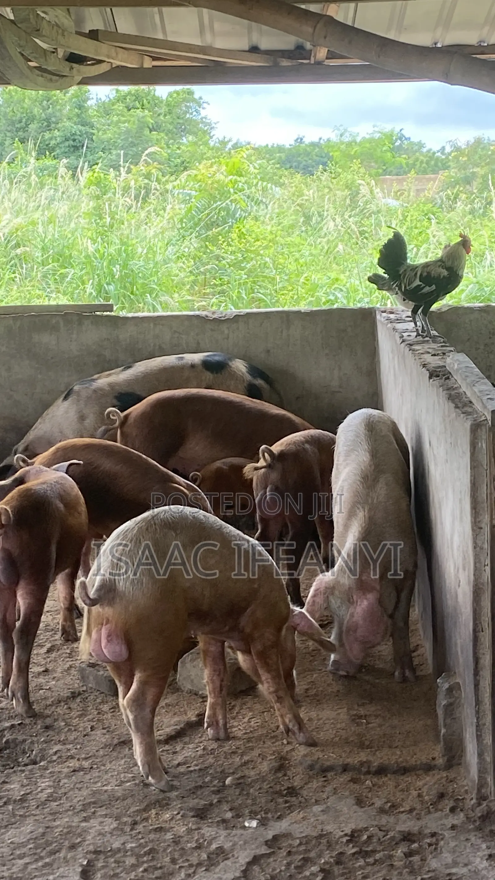 We Have Healthy Pig and Piglets for Sale