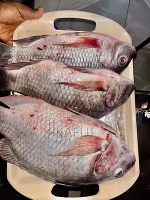 Fresh Tilapia From Volta Lake