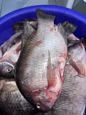 Fresh Tilapia From Volta Lake