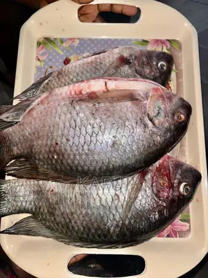 Fresh Tilapia From Volta Lake