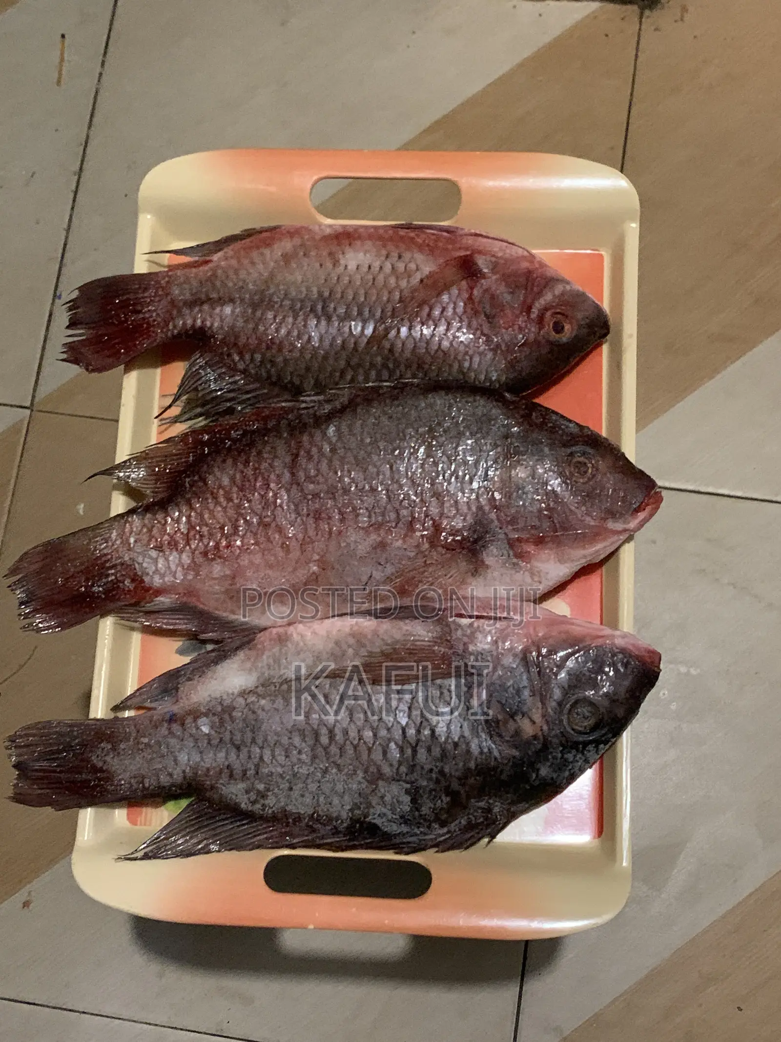 Fresh Tilapia From Volta Lake