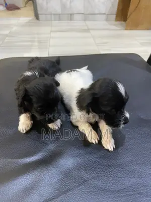 1-3 months Male Mixed Breed Poodle