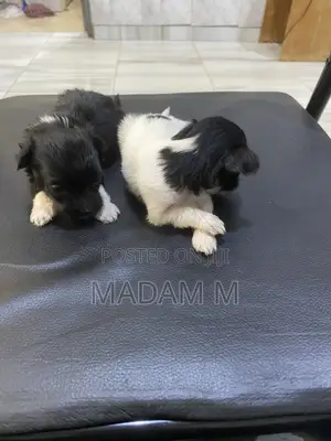 1-3 months Male Mixed Breed Poodle
