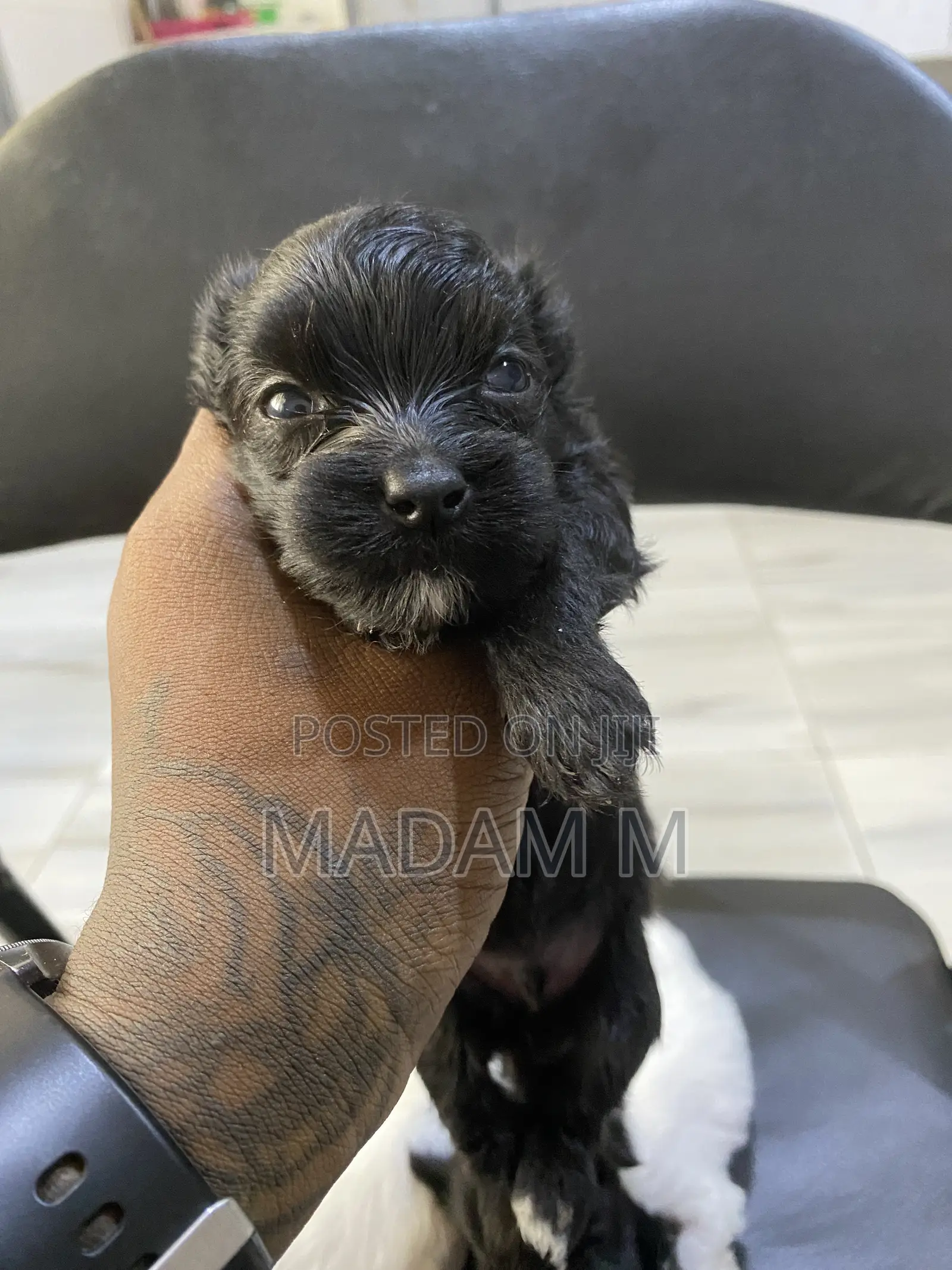 1-3 months Male Mixed Breed Poodle