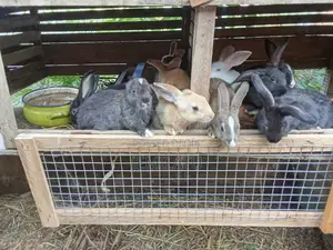 Nm Rabbits