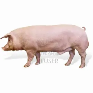 Pigs for Meat/Kg