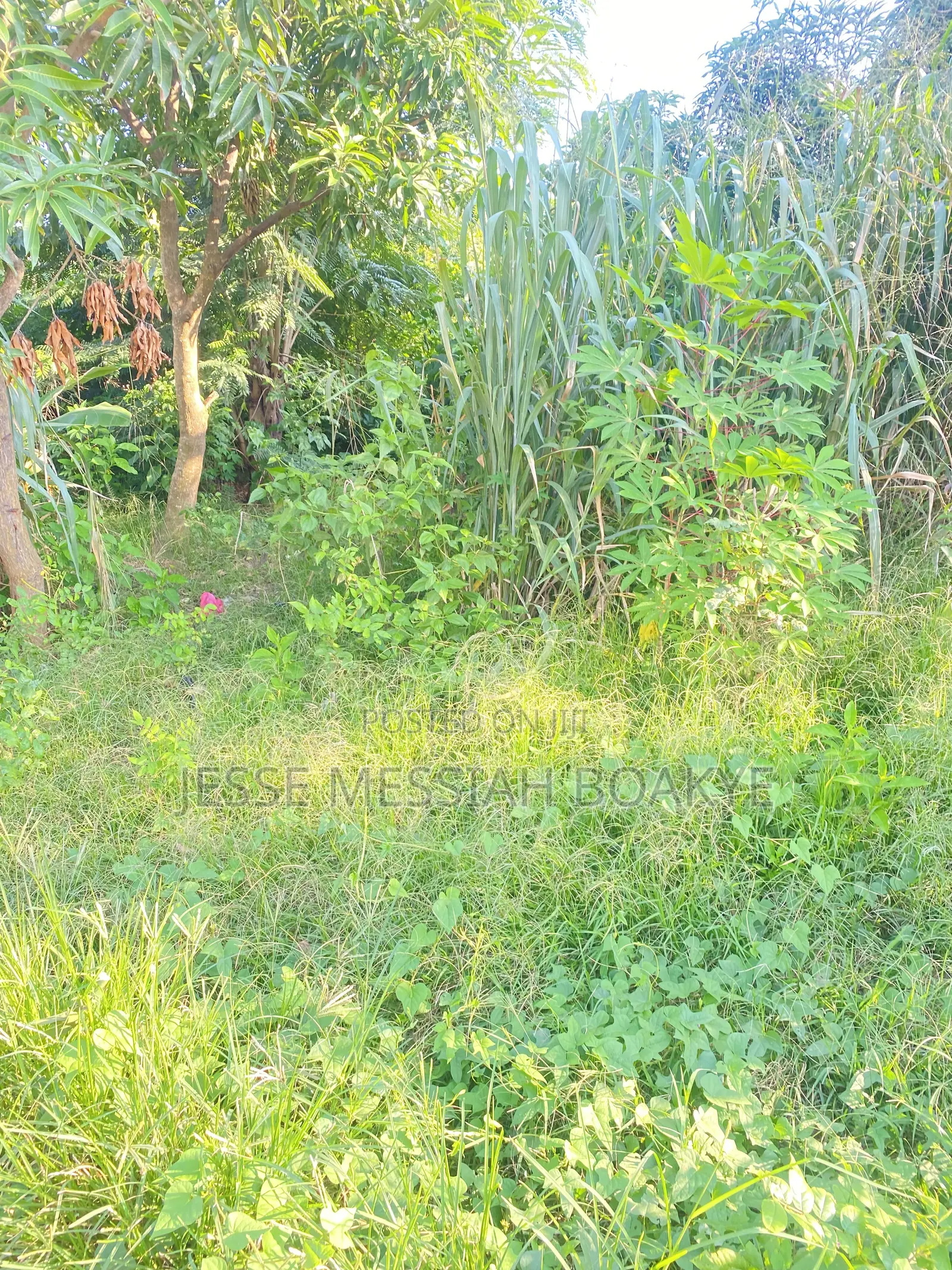 Half Plot for Sale at Ejisu Ampabame