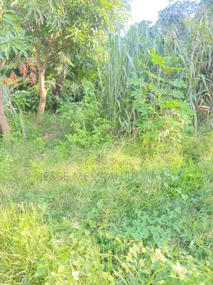 Half Plot for Sale at Ejisu Ampabame