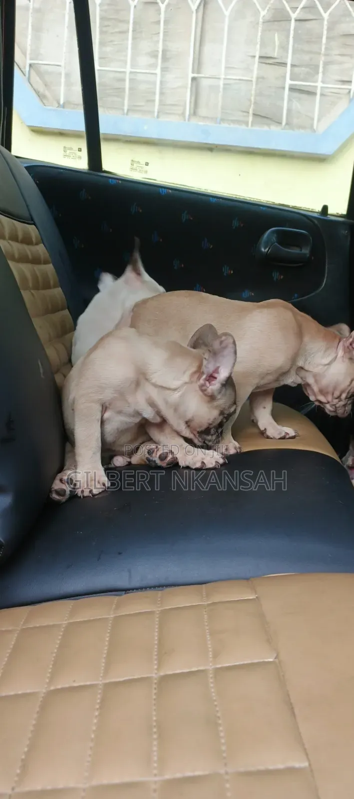 1-3 months Female Purebred French Bulldog