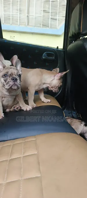 1-3 months Female Purebred French Bulldog