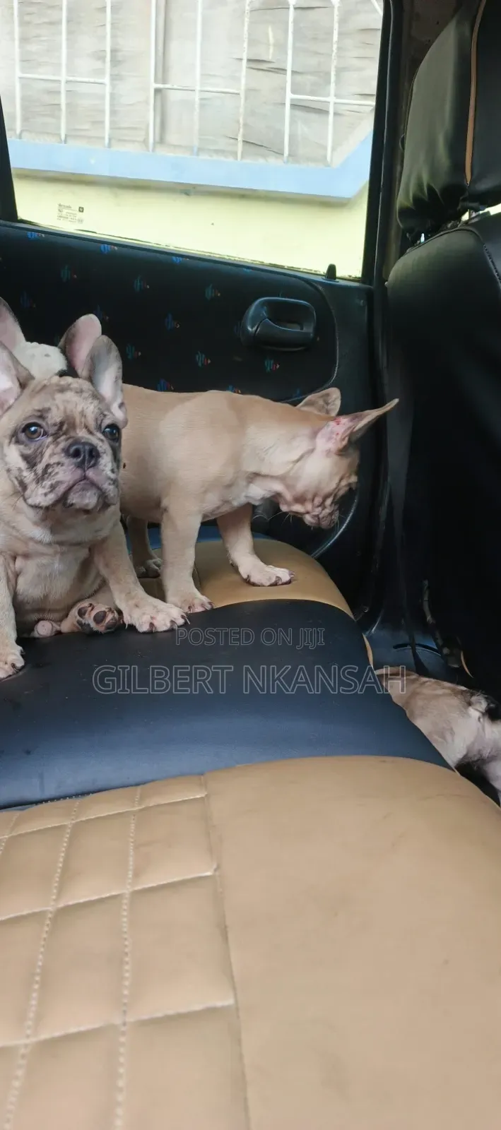 1-3 months Female Purebred French Bulldog