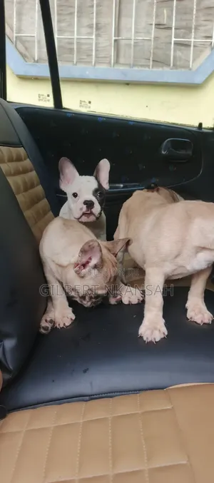 1-3 months Female Purebred French Bulldog