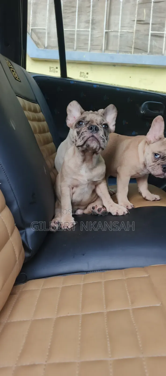 1-3 months Female Purebred French Bulldog