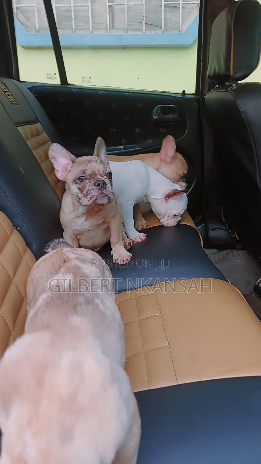 1-3 months Female Purebred French Bulldog