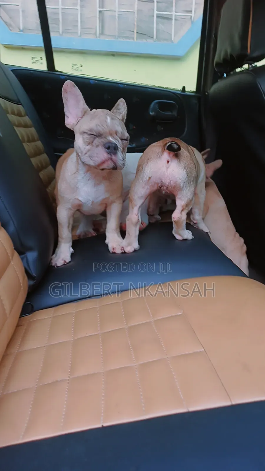 1-3 months Female Purebred French Bulldog