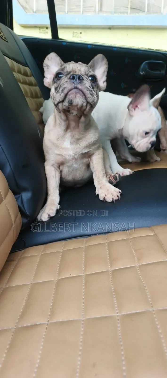 1-3 months Female Purebred French Bulldog