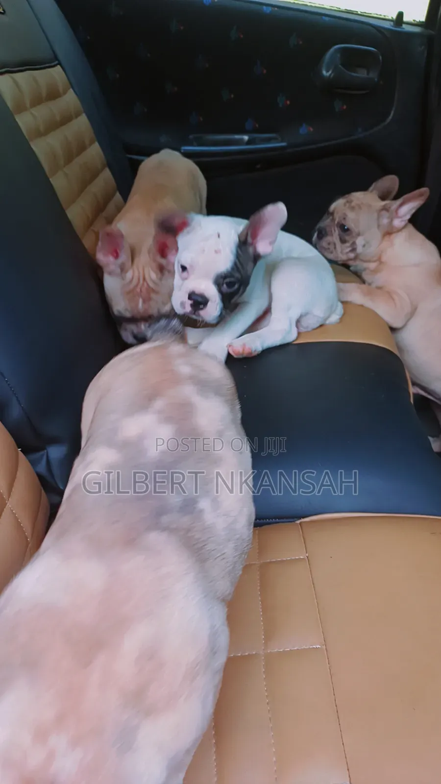 1-3 months Female Purebred French Bulldog