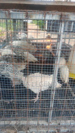 2 Months Old Hybrid Turkeys
