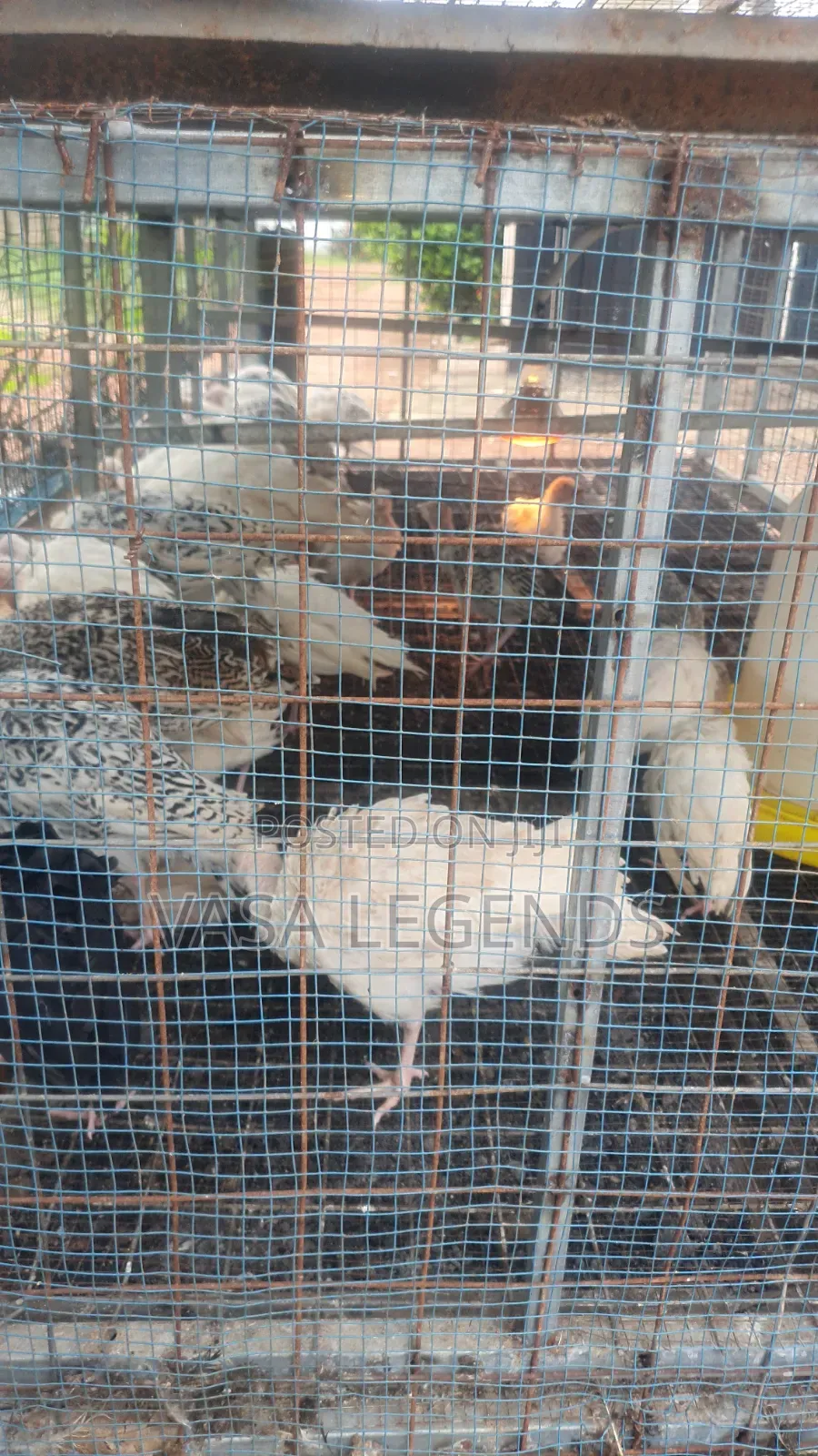 2 Months Old Hybrid Turkeys