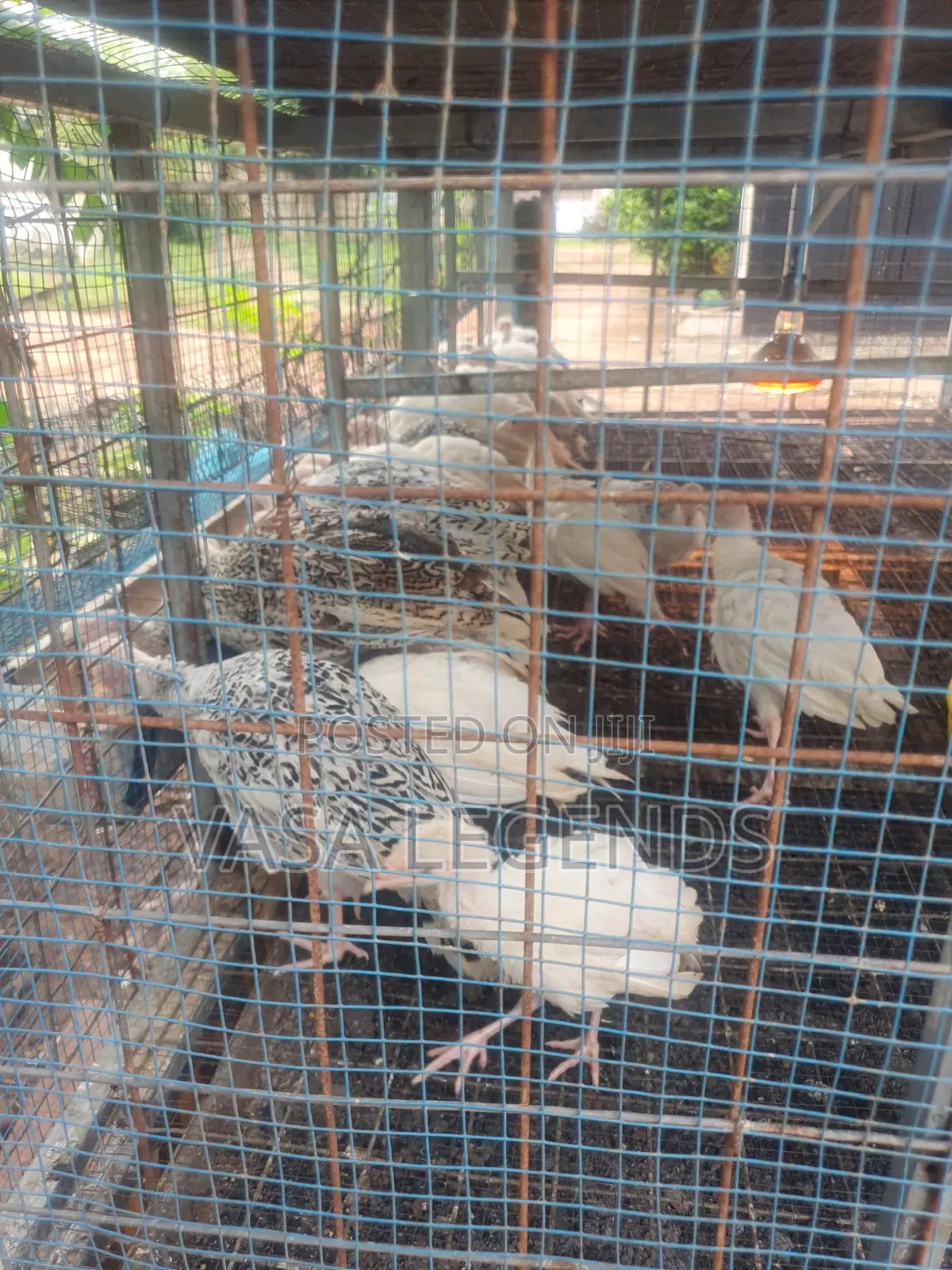 2 Months Old Hybrid Turkeys