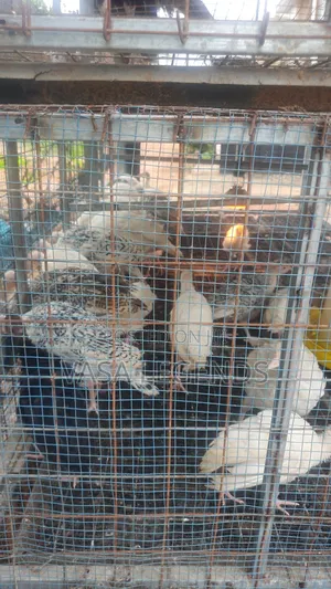 2 Months Old Hybrid Turkeys