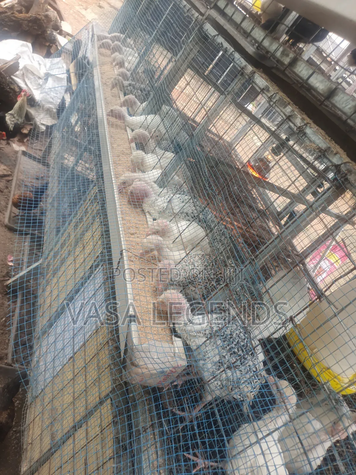 2 Months Old Hybrid Turkeys