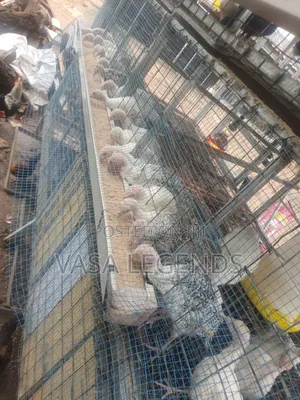 2 Months Old Hybrid Turkeys