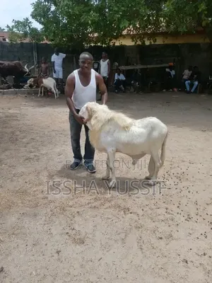 Sheep Is for Sale