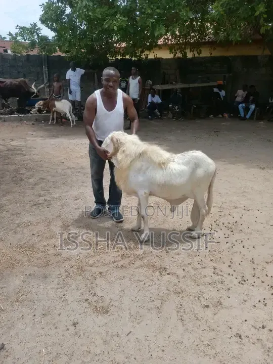 Sheep Is for Sale