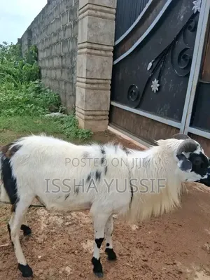 Sheep Is for Sale