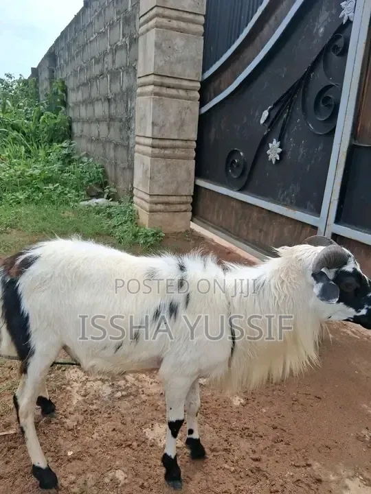 Sheep Is for Sale