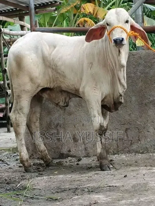 Young Cow Is for Sale