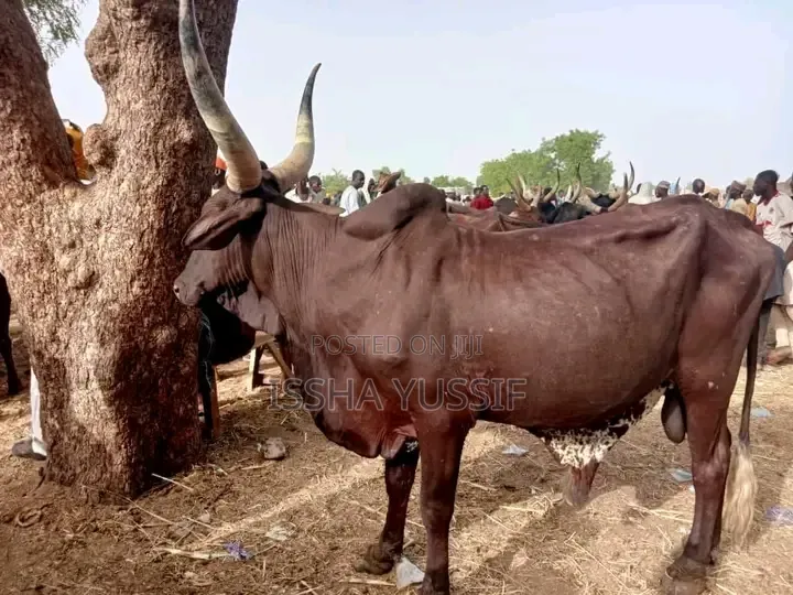 Healthy Cow Is for Sale