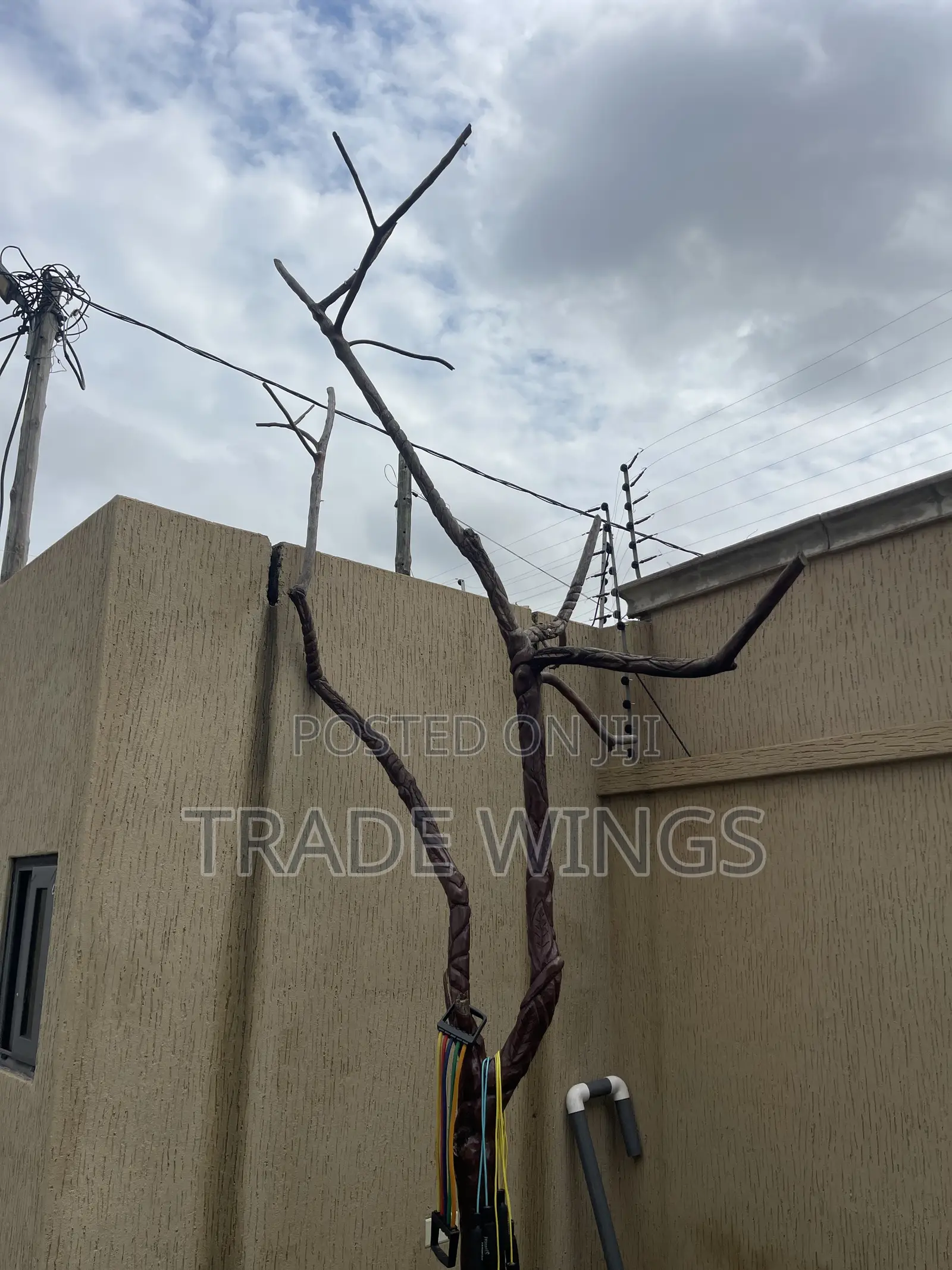 Brown Tall Tree for Sale