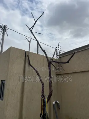 Brown Tall Tree for Sale