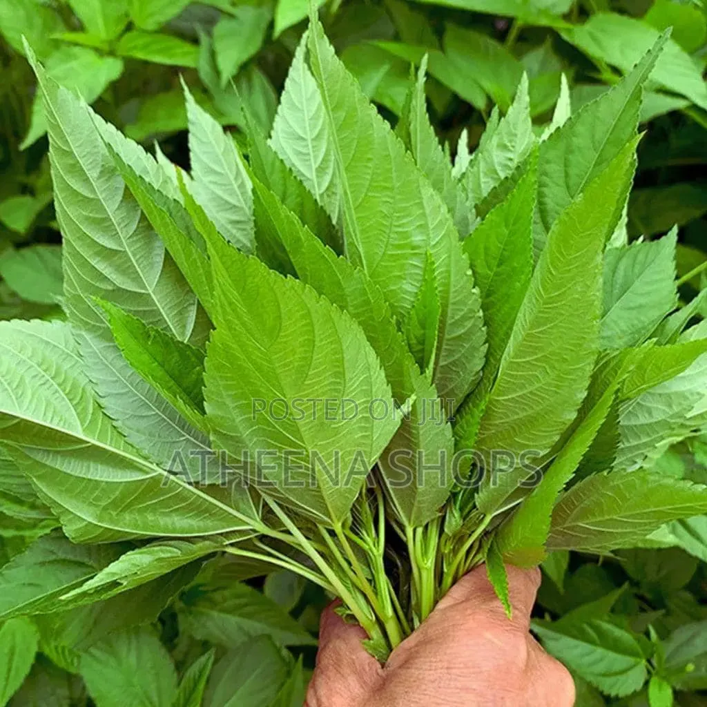 Ayoyo / Ademe/ Jute Seeds