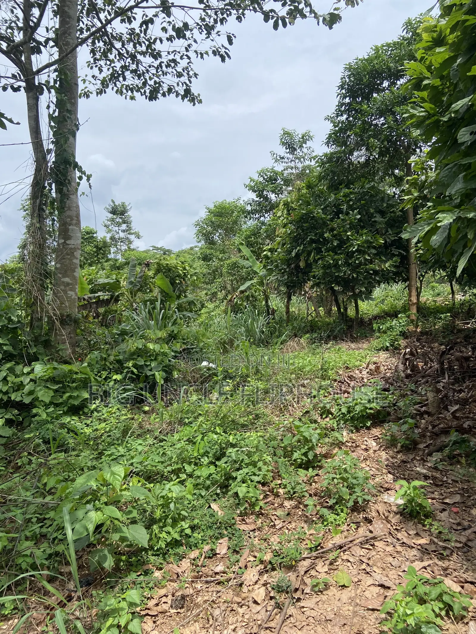 Investment Land Forsale at Adunku