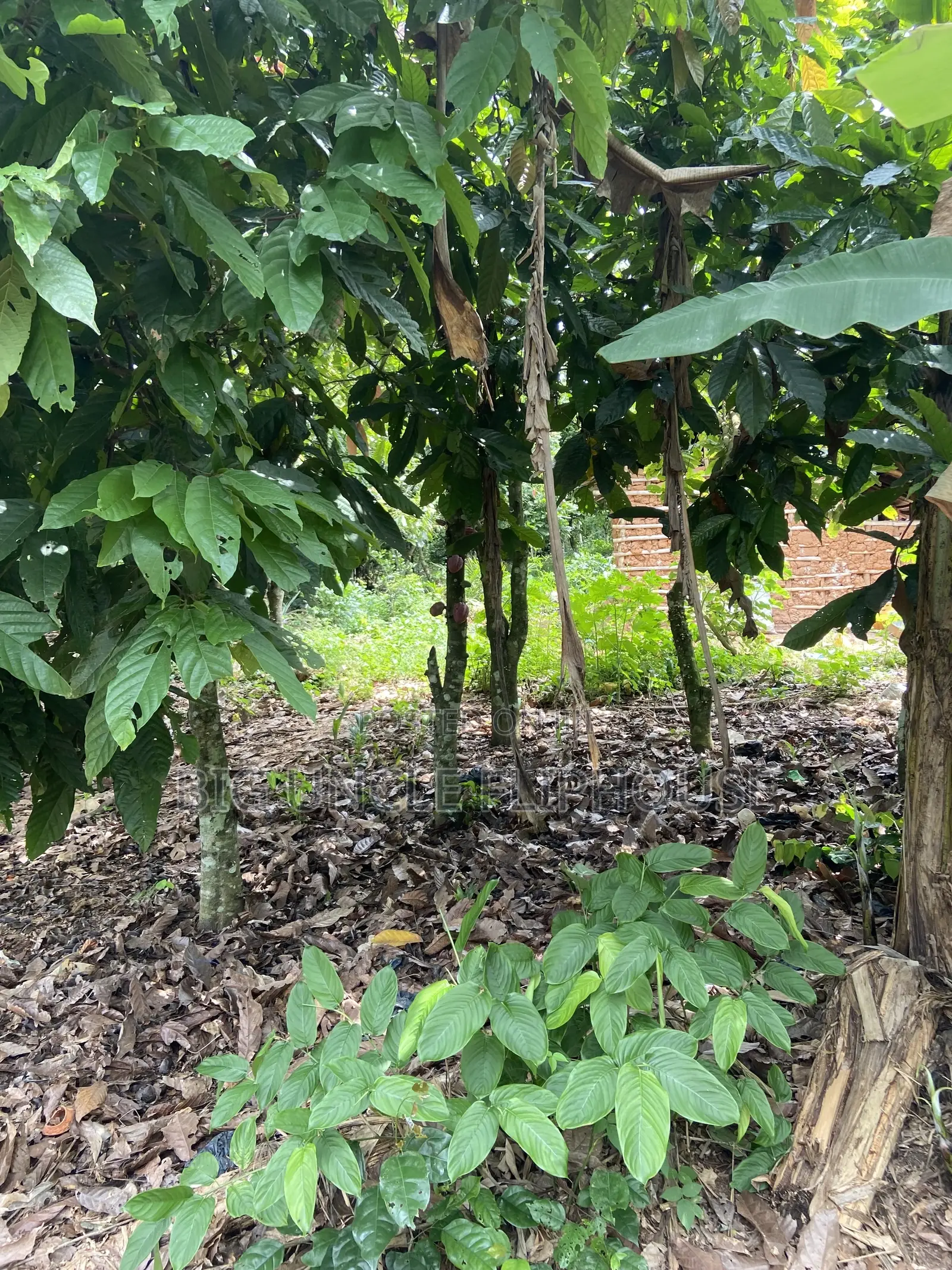 Investment Land Forsale at Adunku