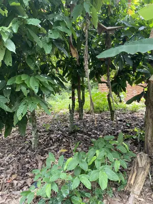 Investment Land Forsale at Adunku
