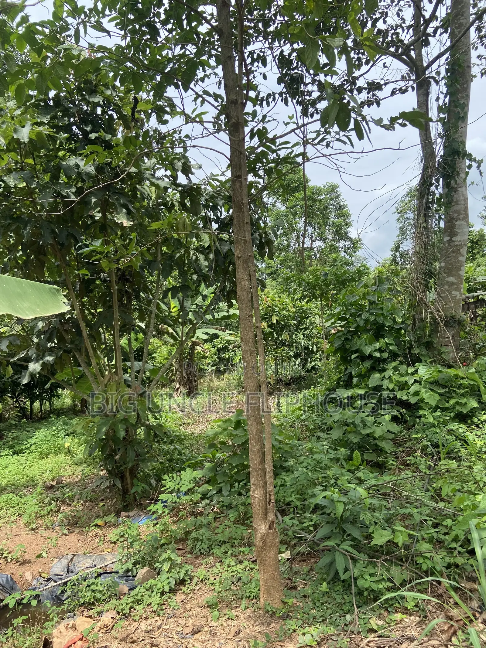 Investment Land Forsale at Adunku