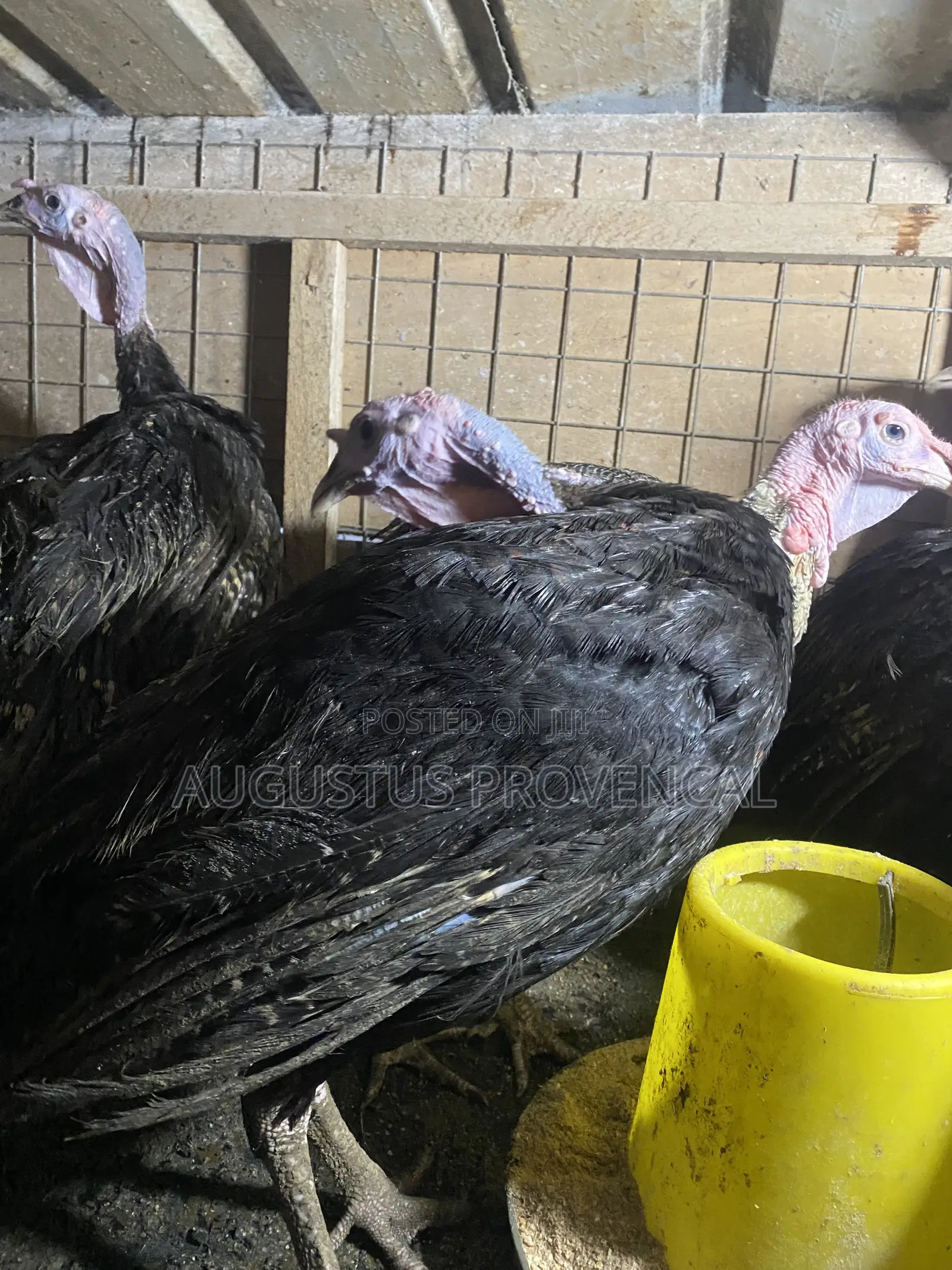Turkey Farm