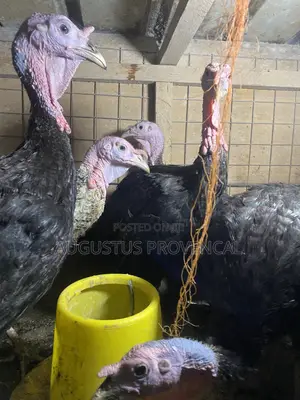 Turkey Farm