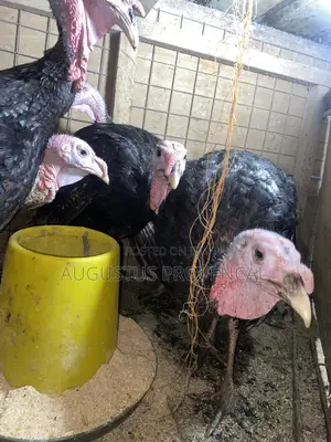 Turkey Farm