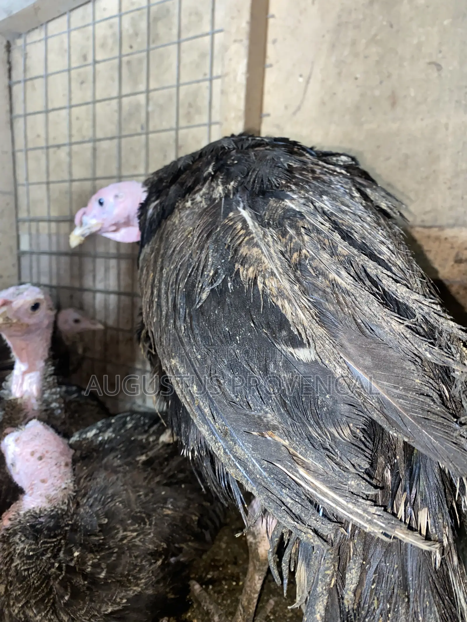 Turkey Farm