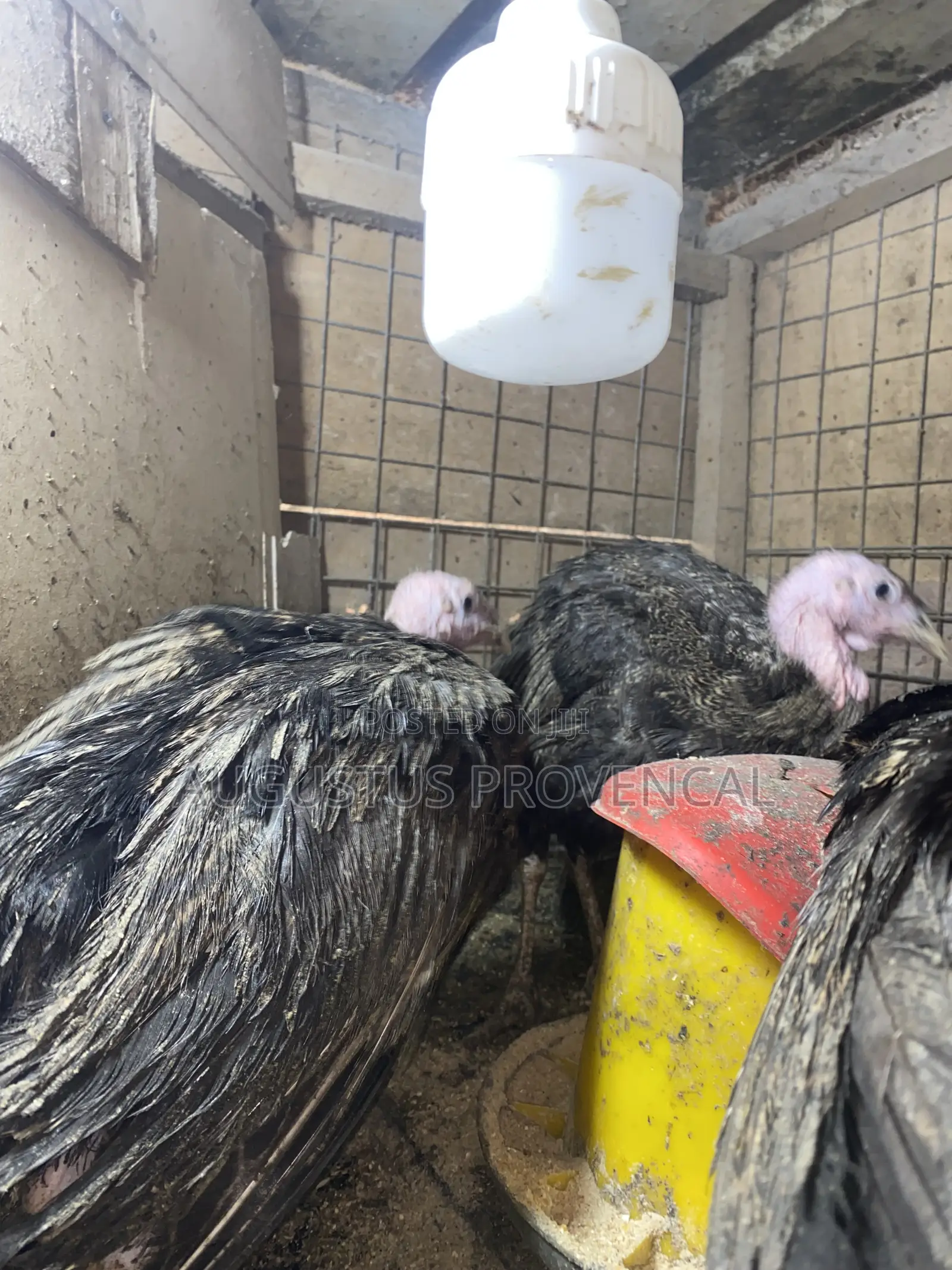 Turkey Farm