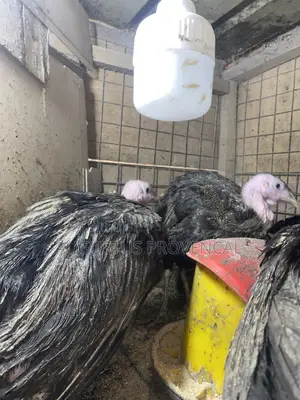 Turkey Farm