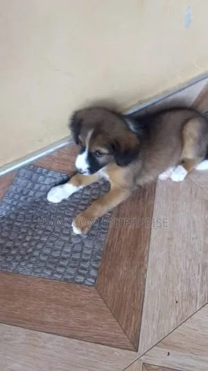 1-3 months Female Purebred Dog
