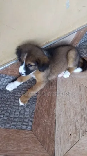 1-3 months Female Purebred Dog